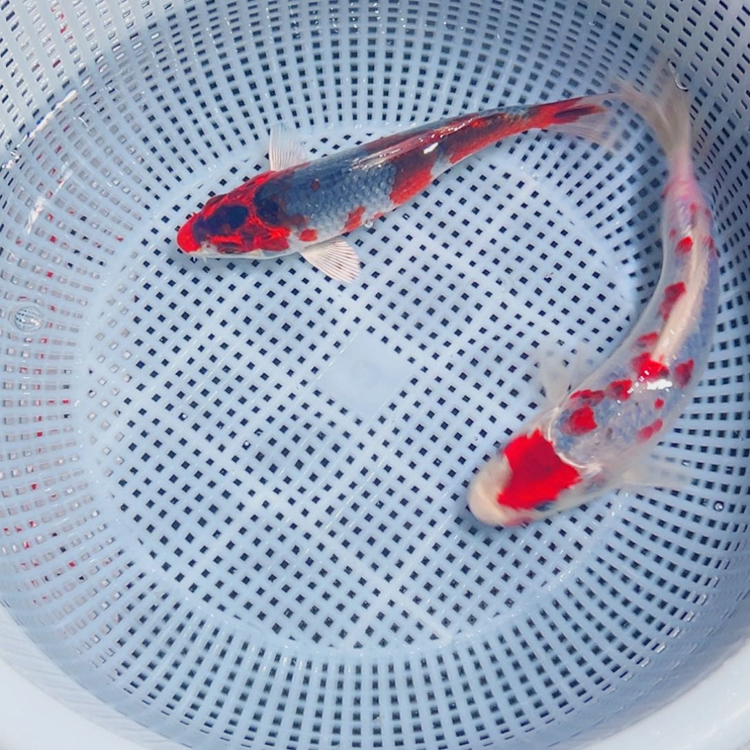 锦鲤锦鲤观赏鱼1111