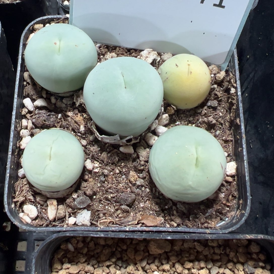 好***惜12-71肉锥多肉植物