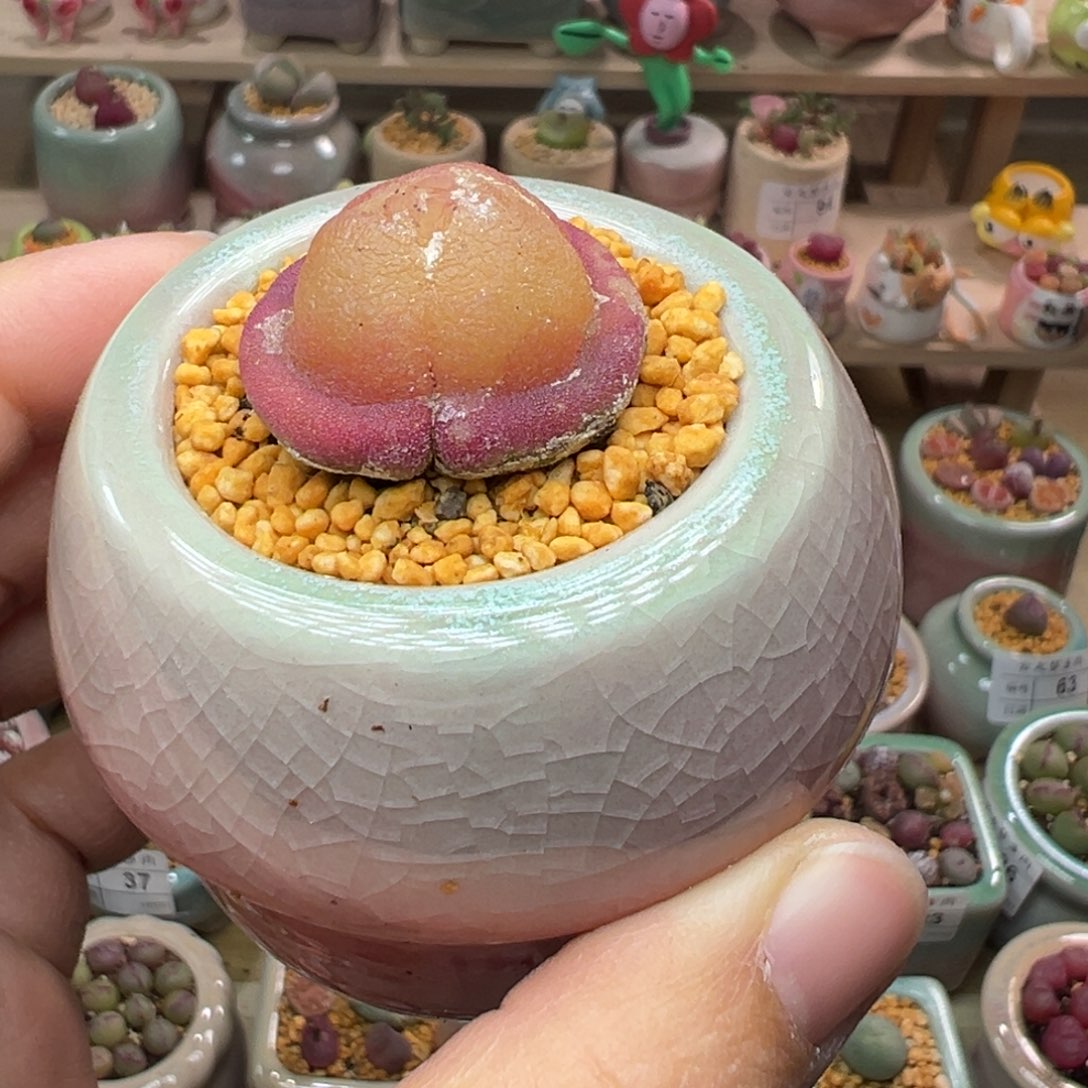 多肉植物107号灯泡