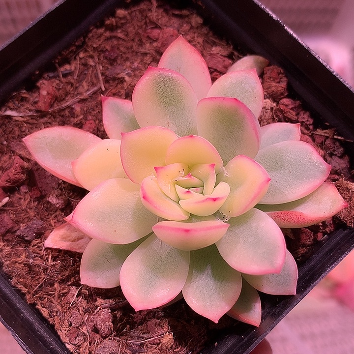 雨燕座锦锦锦锦锦锦锦