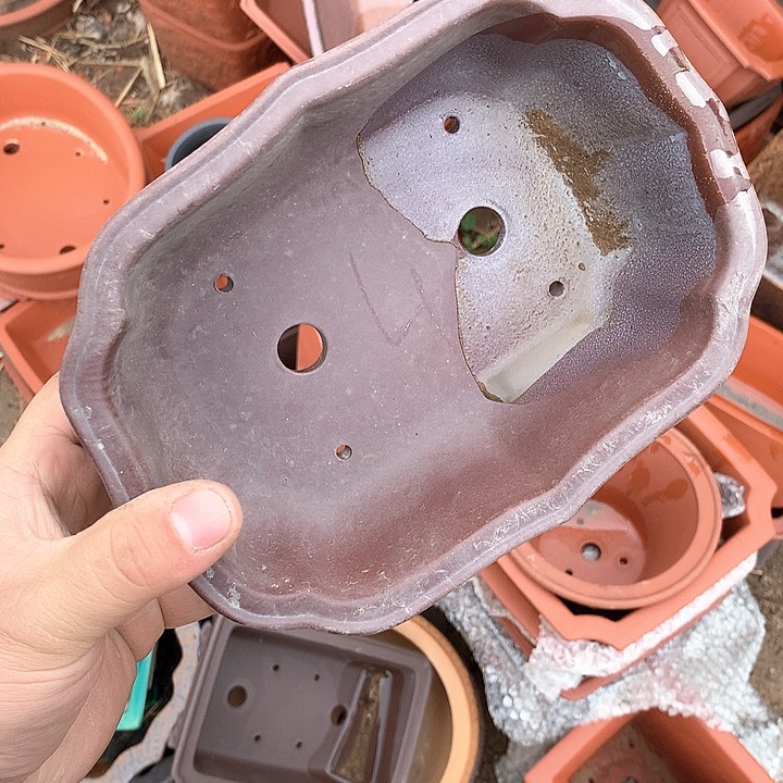 紫砂哈哈真的是太给力太