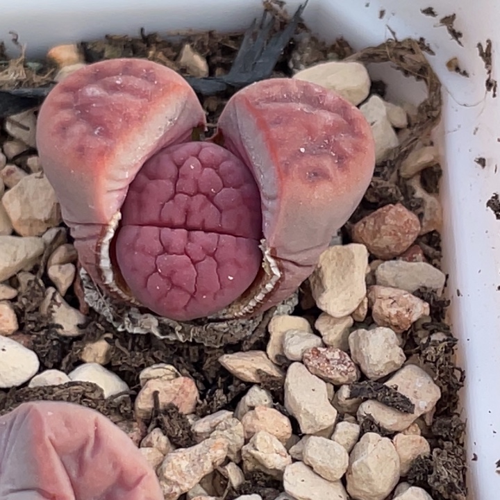 489999899889888885888