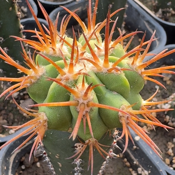 太阳之球333333333