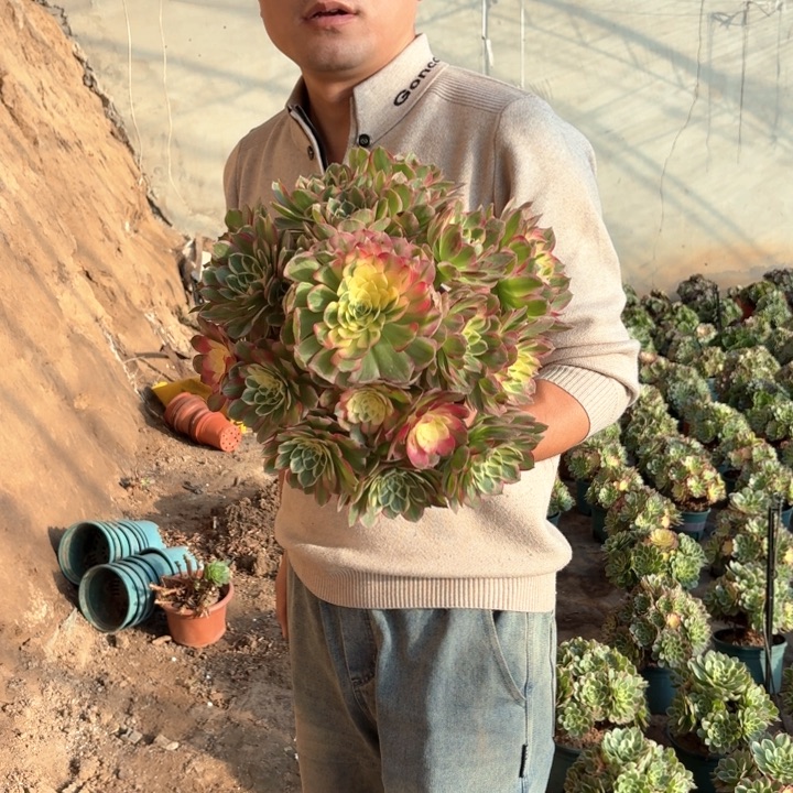 精品超大颗海仙好看