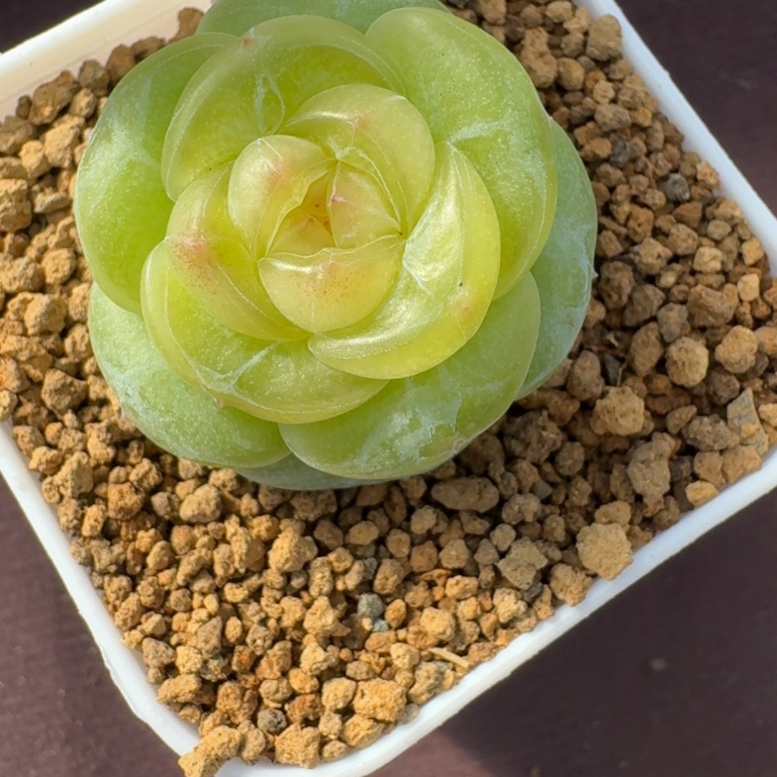 雪***子1219-7-晴芸11单头一颗