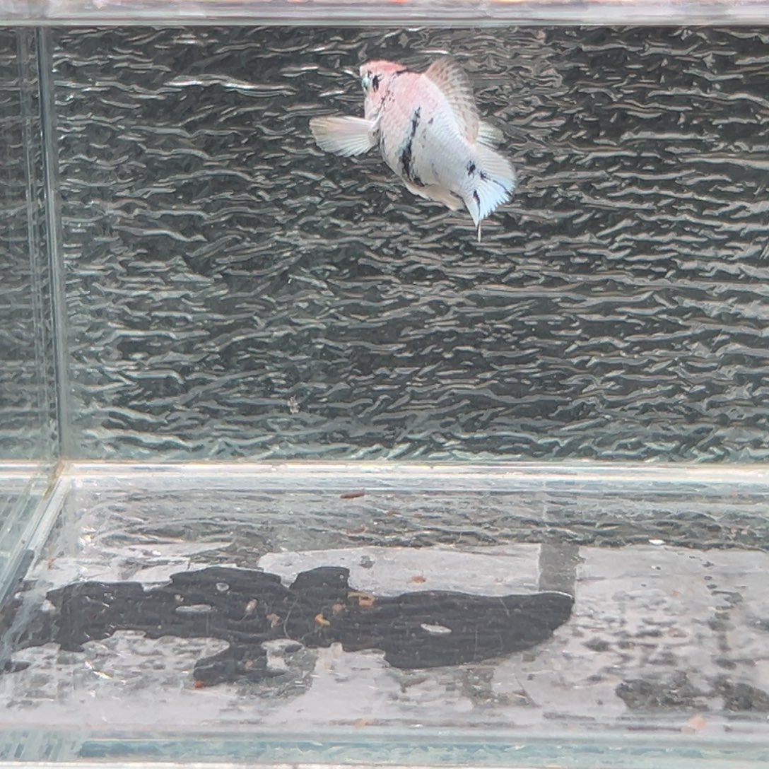 孔雀鱼玛丽鱼一条公红头