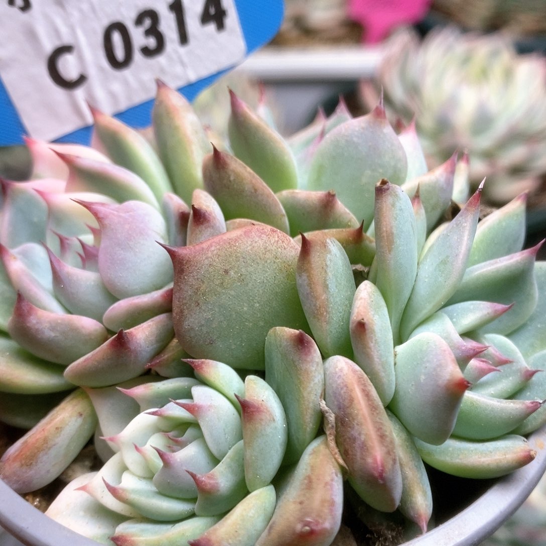 C314锦锦锦锦锦锦