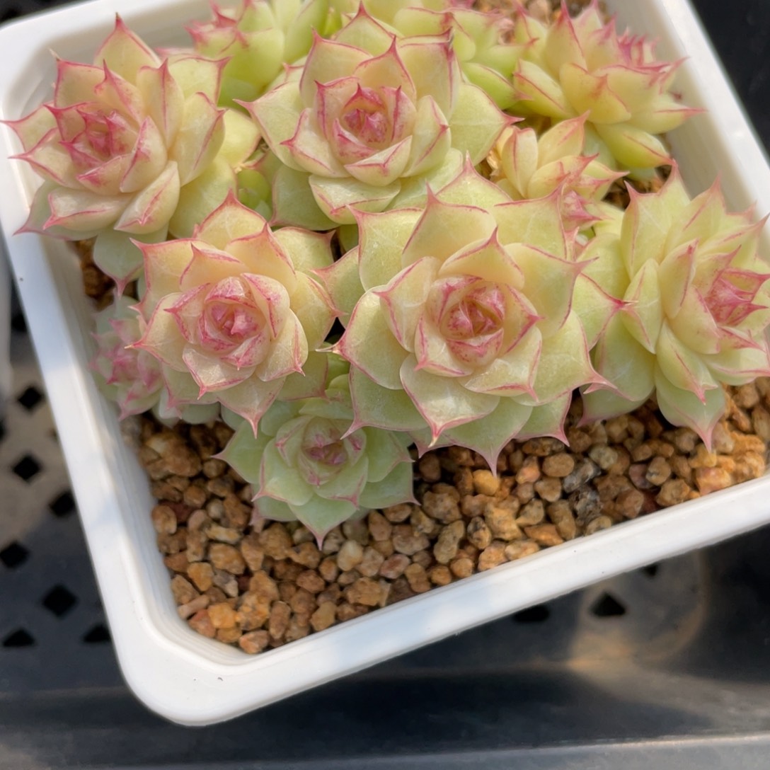 兔***呀1645专拍情人麦秆