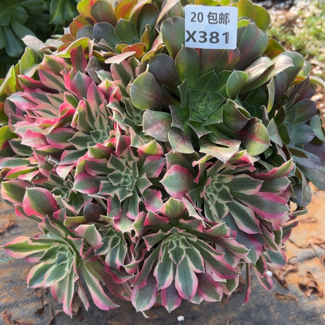 381阴阳，多肉法师说