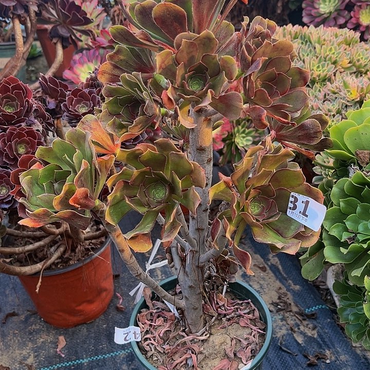 圆叶法师一物一图31