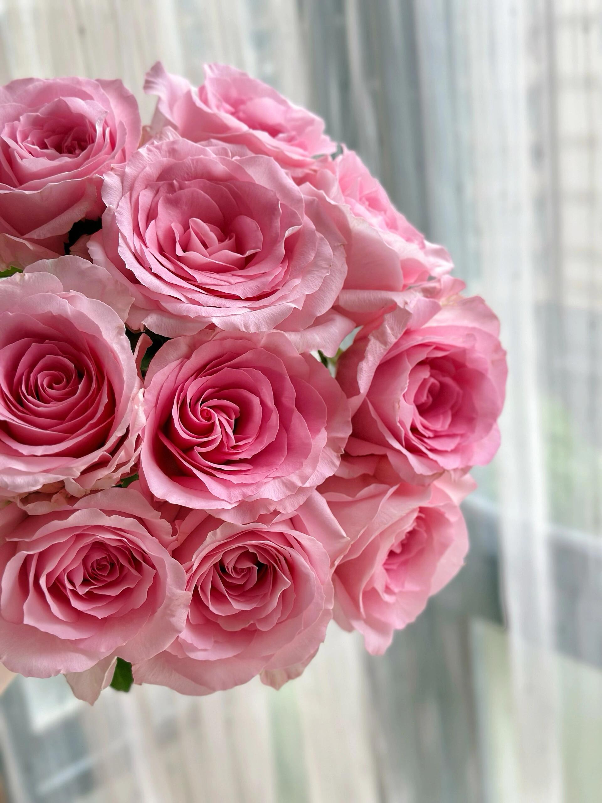 【买一送一】方德星荷弗洛斯玫瑰10支  无土栽培花期长  云南鲜花