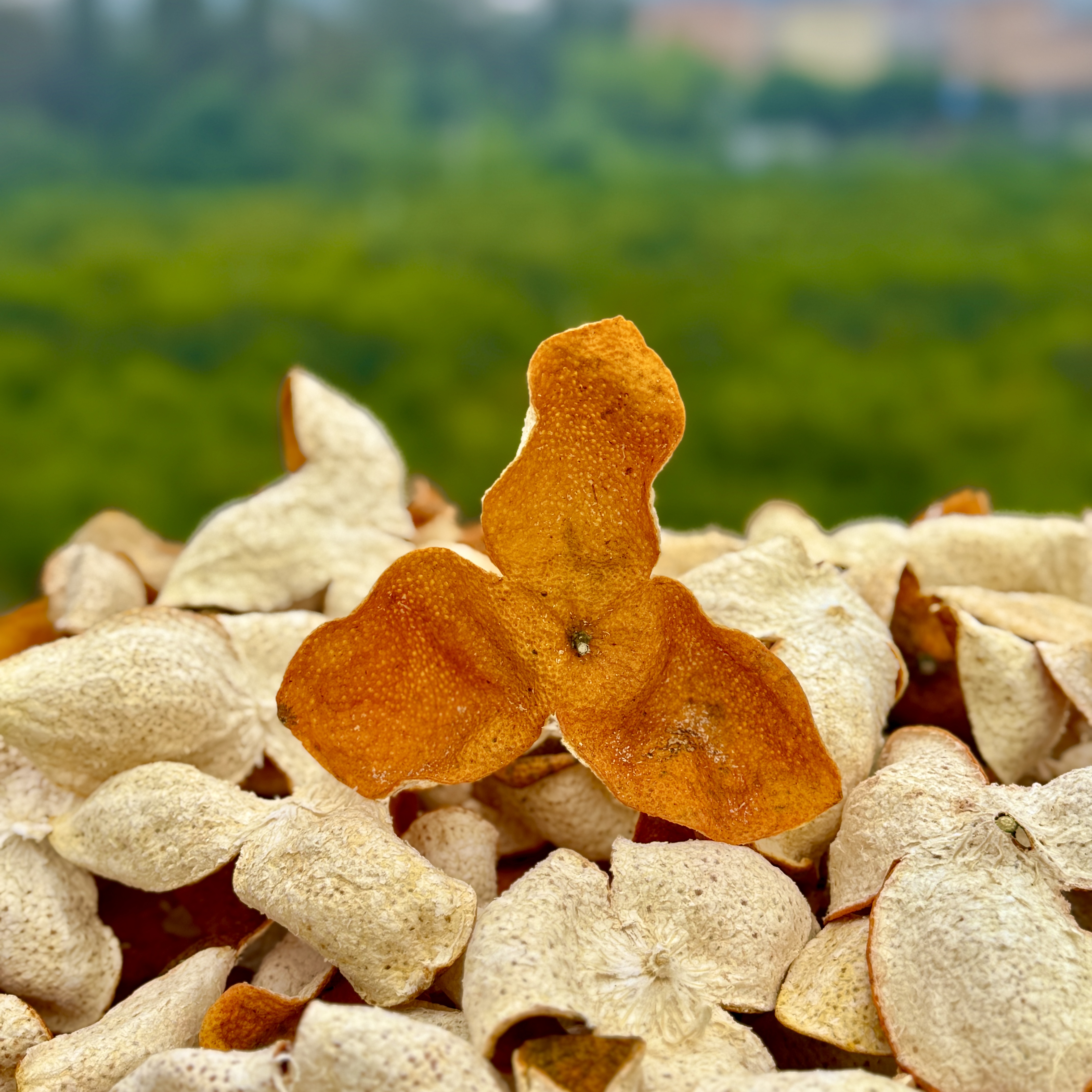 【2025年七堡糯香大红皮】新会陈皮干仓存储自然生晒陈香