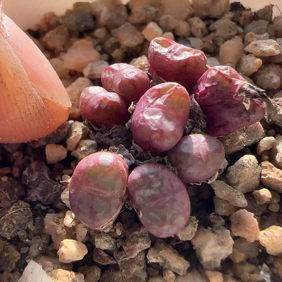 脱土发货28包邮26711