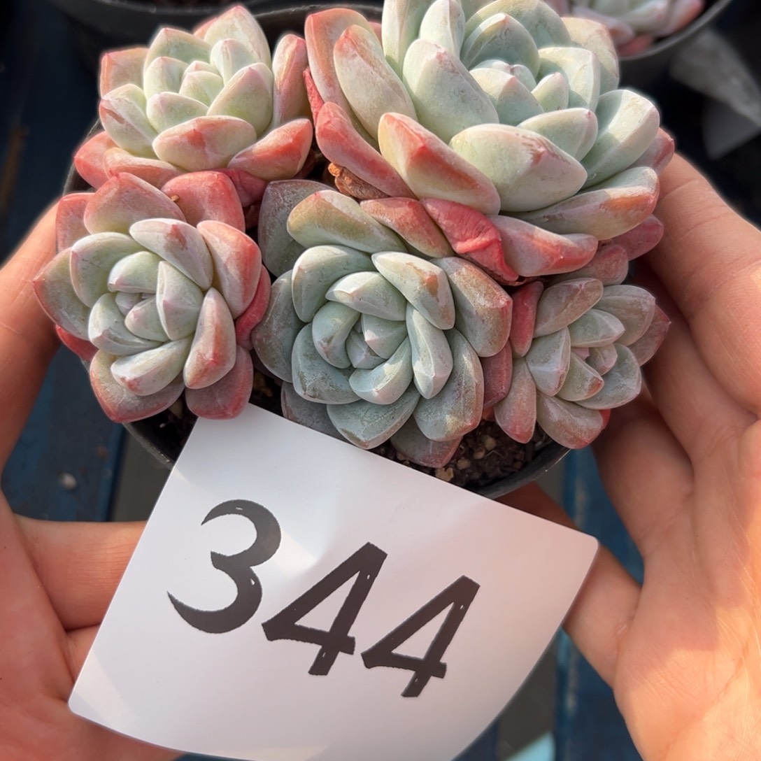 妙***品344、多风风光光个哥哥