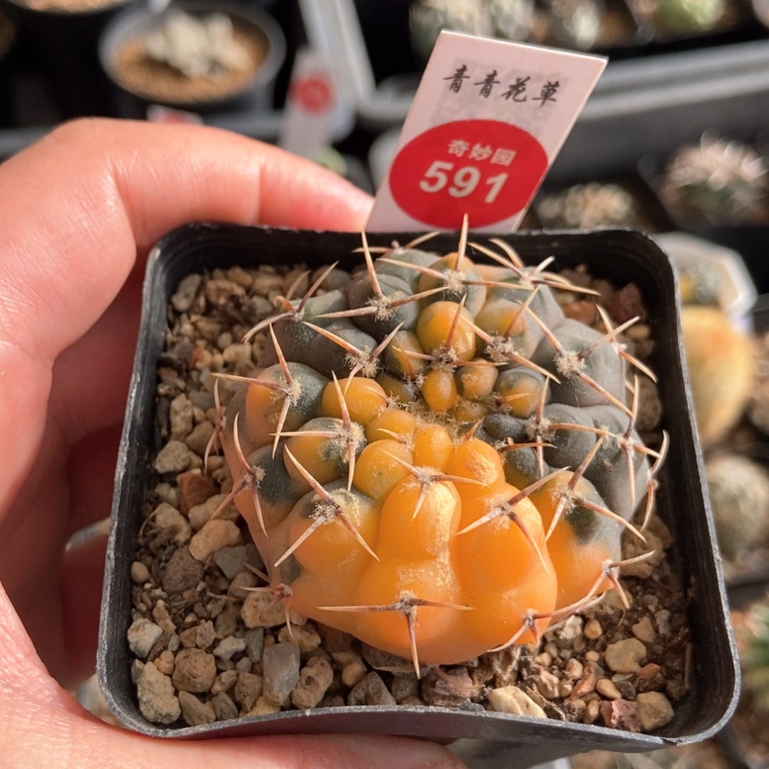 实生三颗刺锦5cm