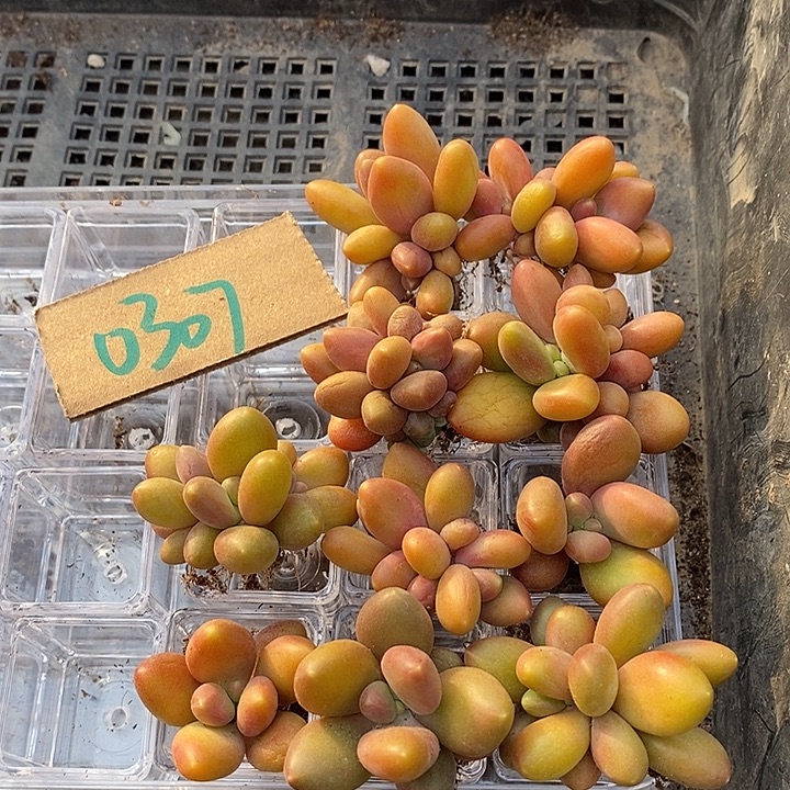 月***点无花朵0307号一物一拍芒果