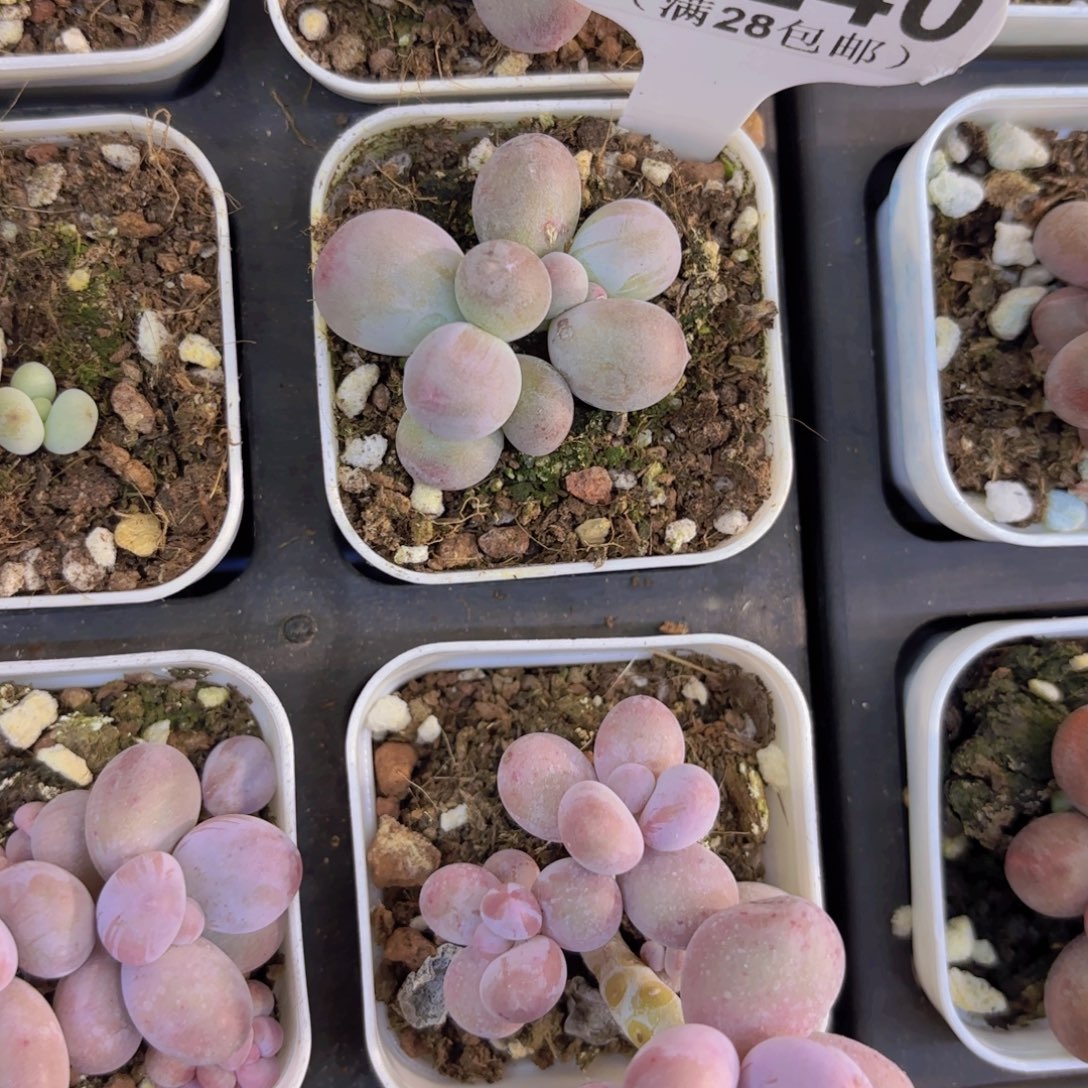 A240Mike奶一物一拍