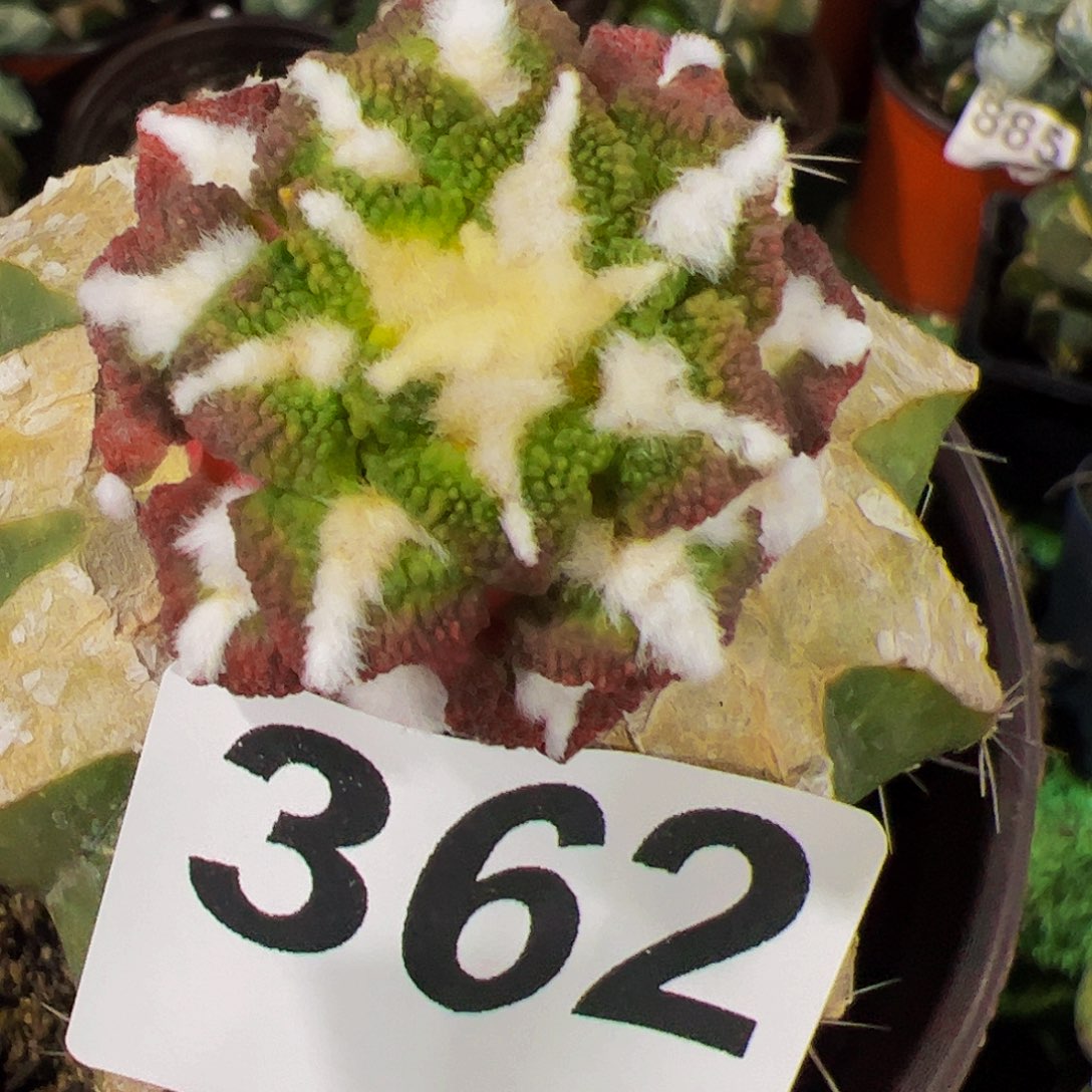 无花朵颗粒黑牡丹362