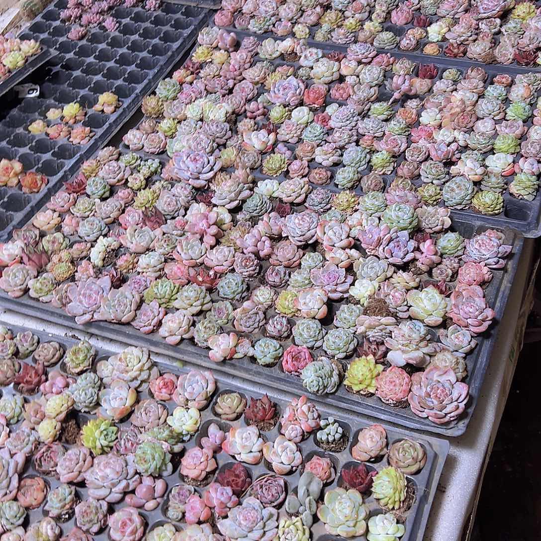 杂128颗无售后带盘发