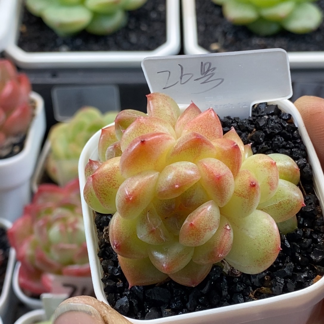 天官赐福百无禁忌