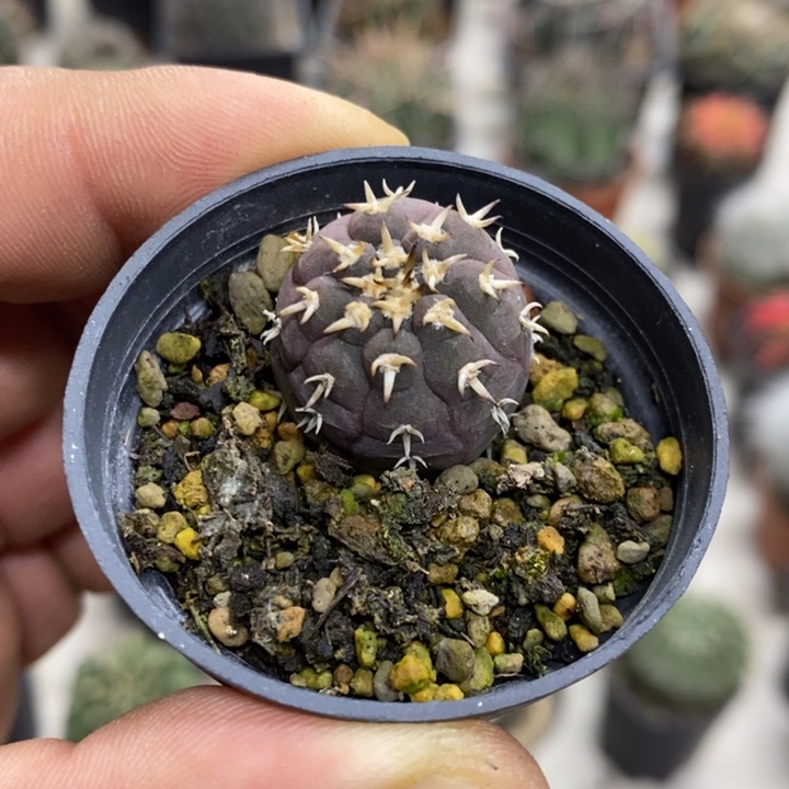 实生猫爪特价福利