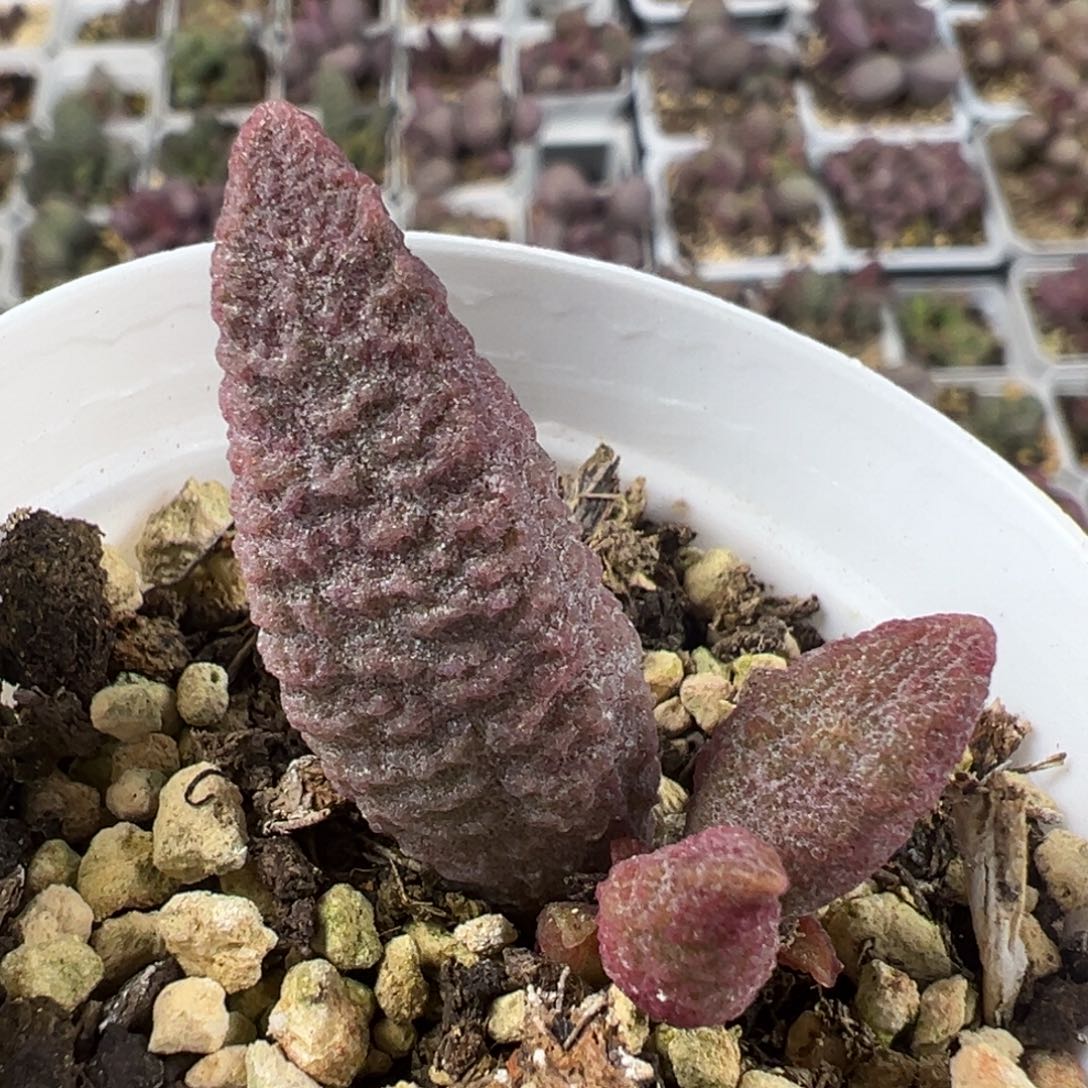 粉玫瑰大苗多肉植物水泡