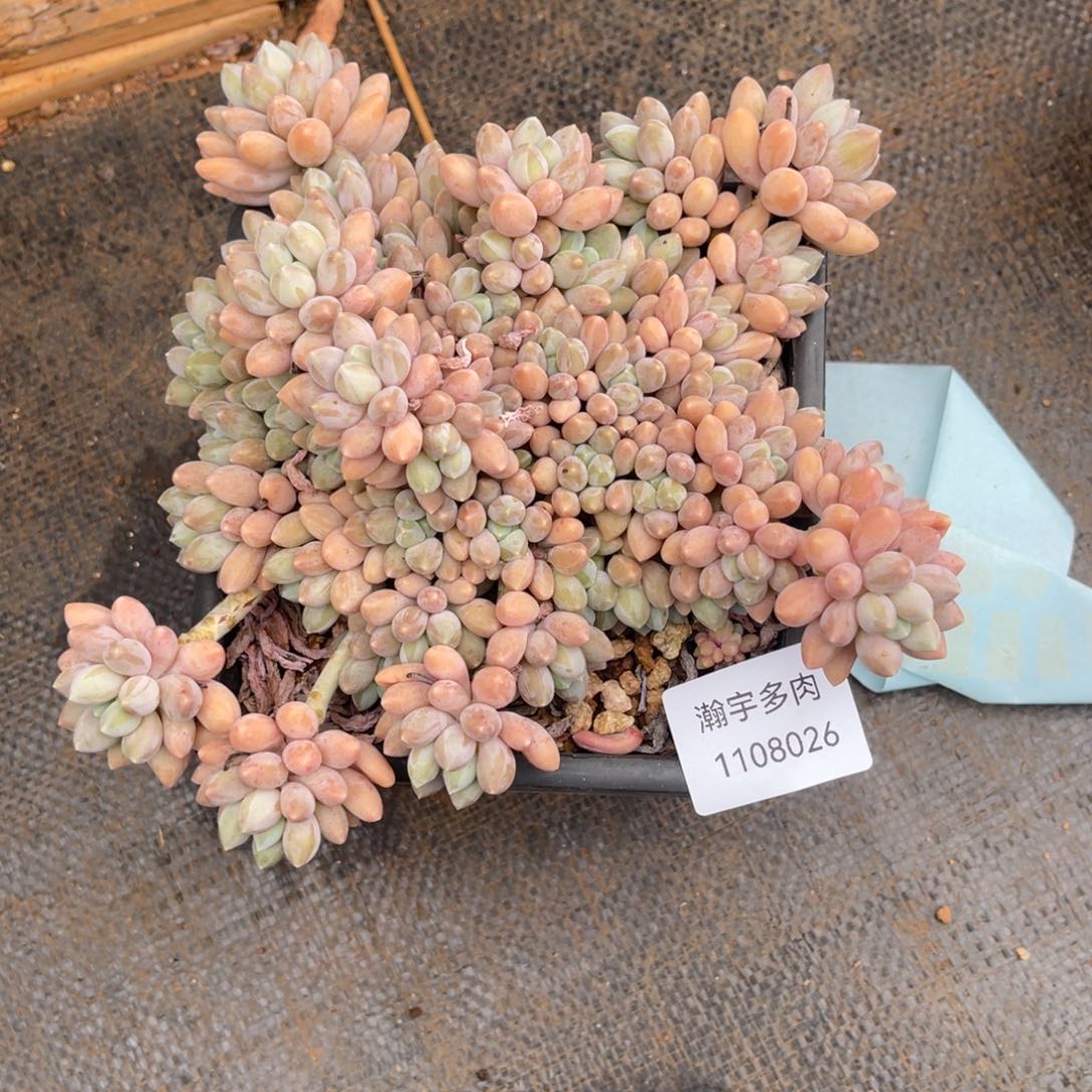 星黛露老桩26多肉植物