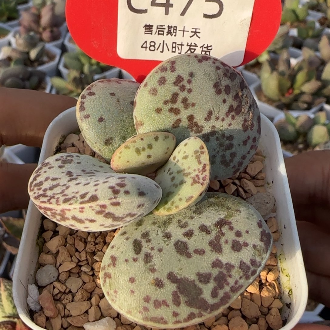 用***4花蛋，微瑕。   475。    