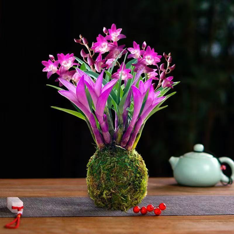 七彩紫叶石斛兰花苗冬带花苞室内外好养花卉绿植盆栽年宵花