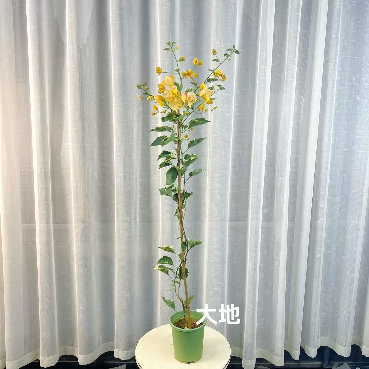 【黄马斯/三色马斯】三角梅原生高飘盆花勤花