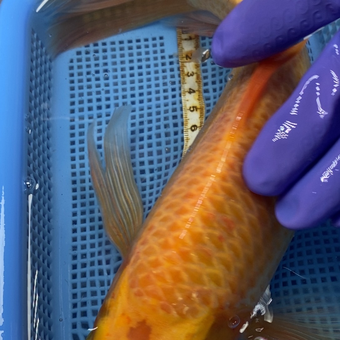 锦鲤冷水锦鲤包邮