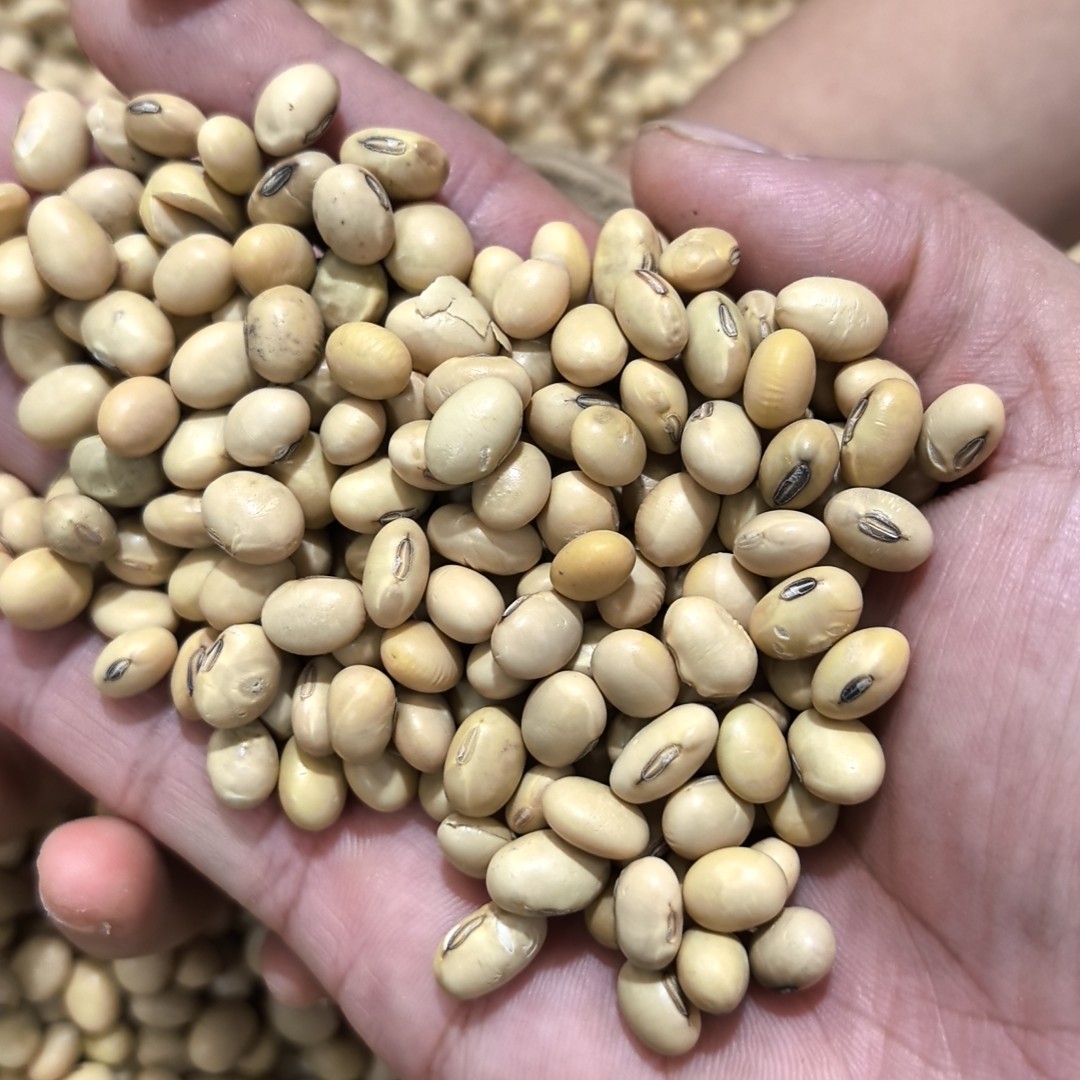 （黄豆）本地黄豆大粒种