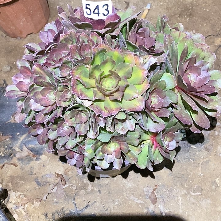 多肉植物法师543抹茶