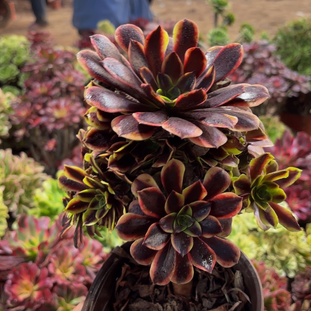 欧嘉莉田9.9多肉植物