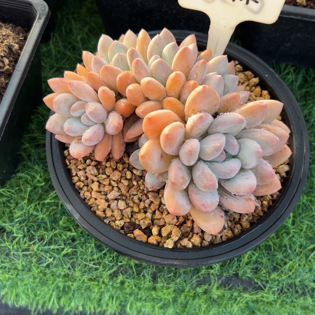 香水多肉植物小老桩