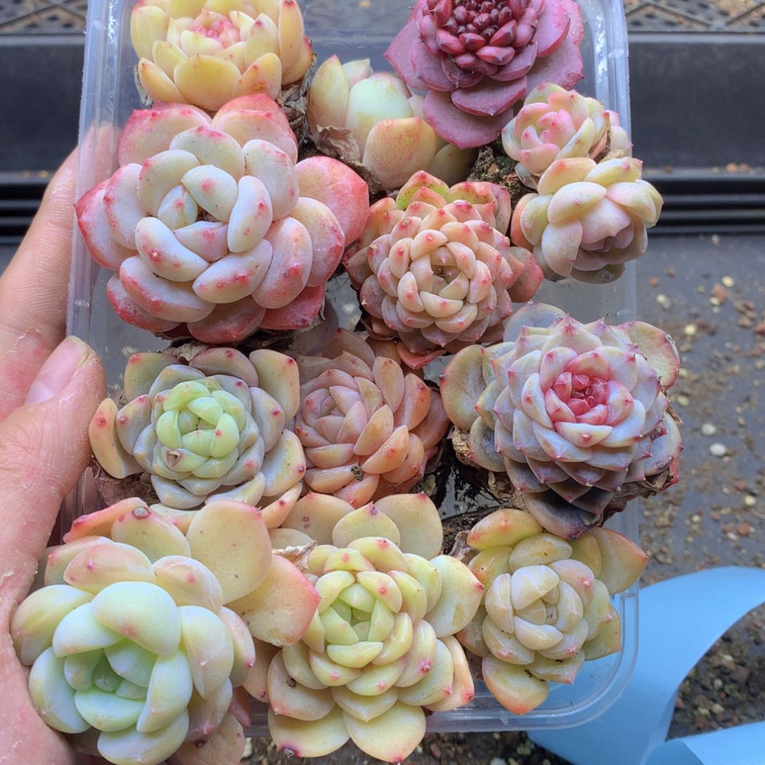 反反复复还是很开心059