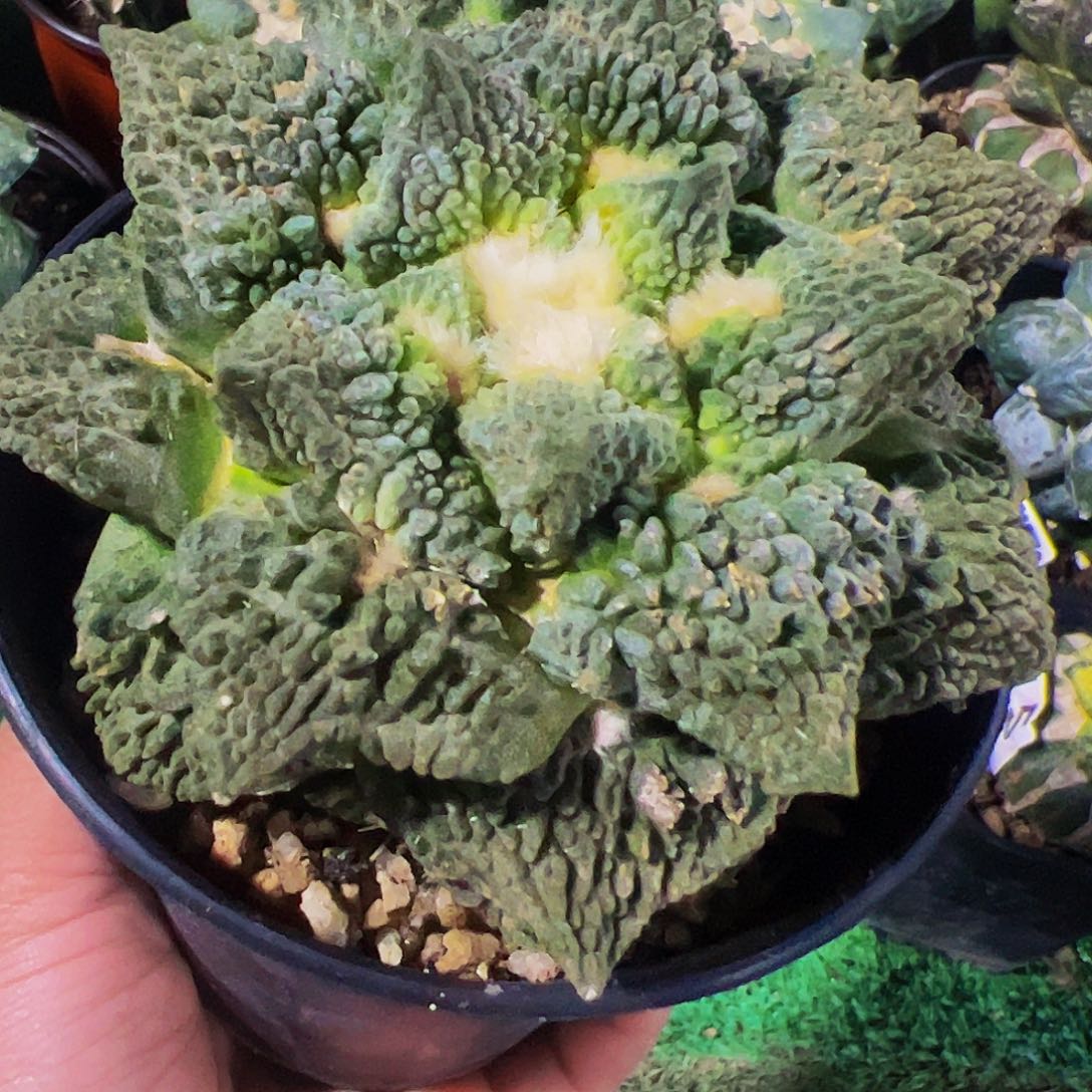 无花朵大尤颗粒龟甲怒涛牡丹348