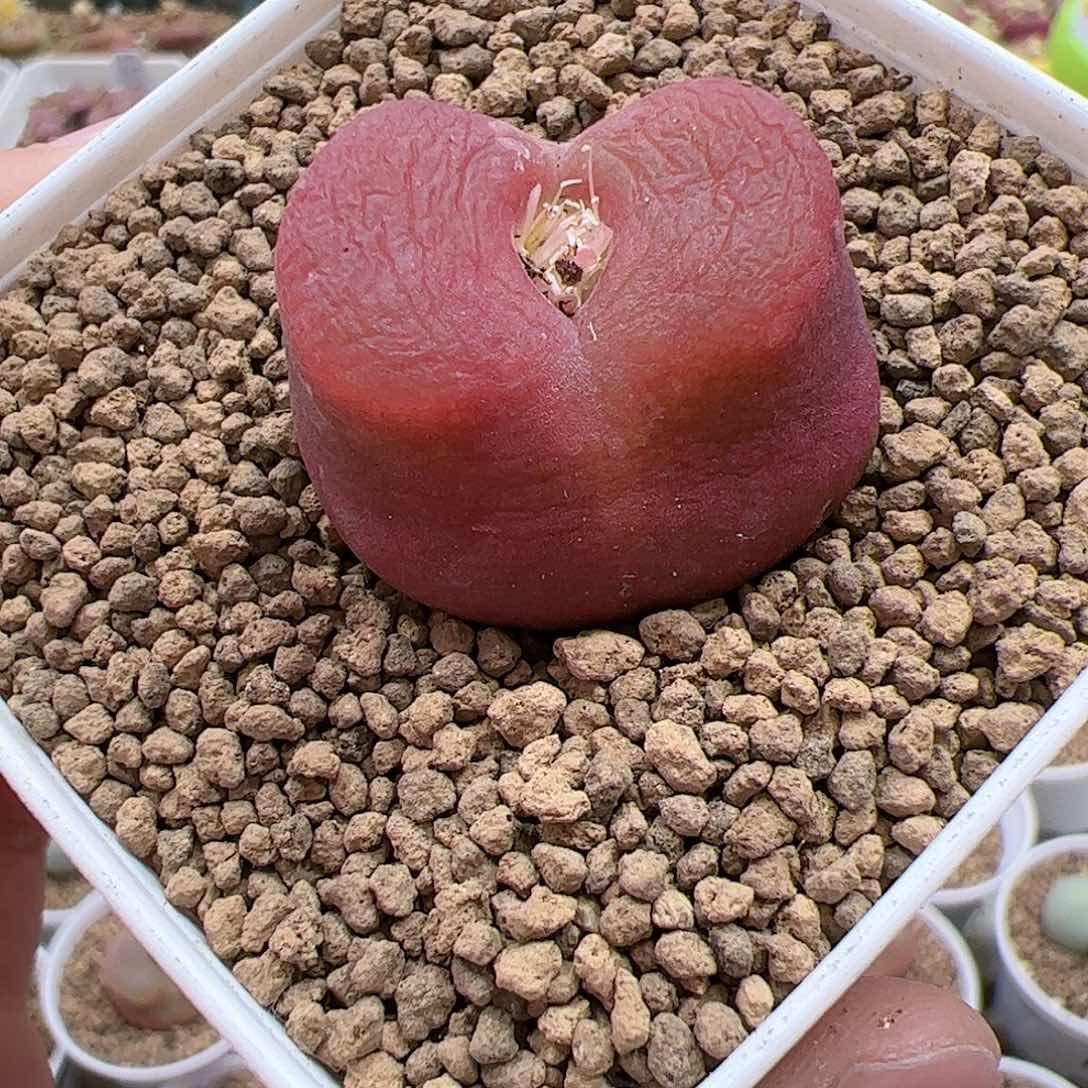 【闪购商品】274 水蜜桃