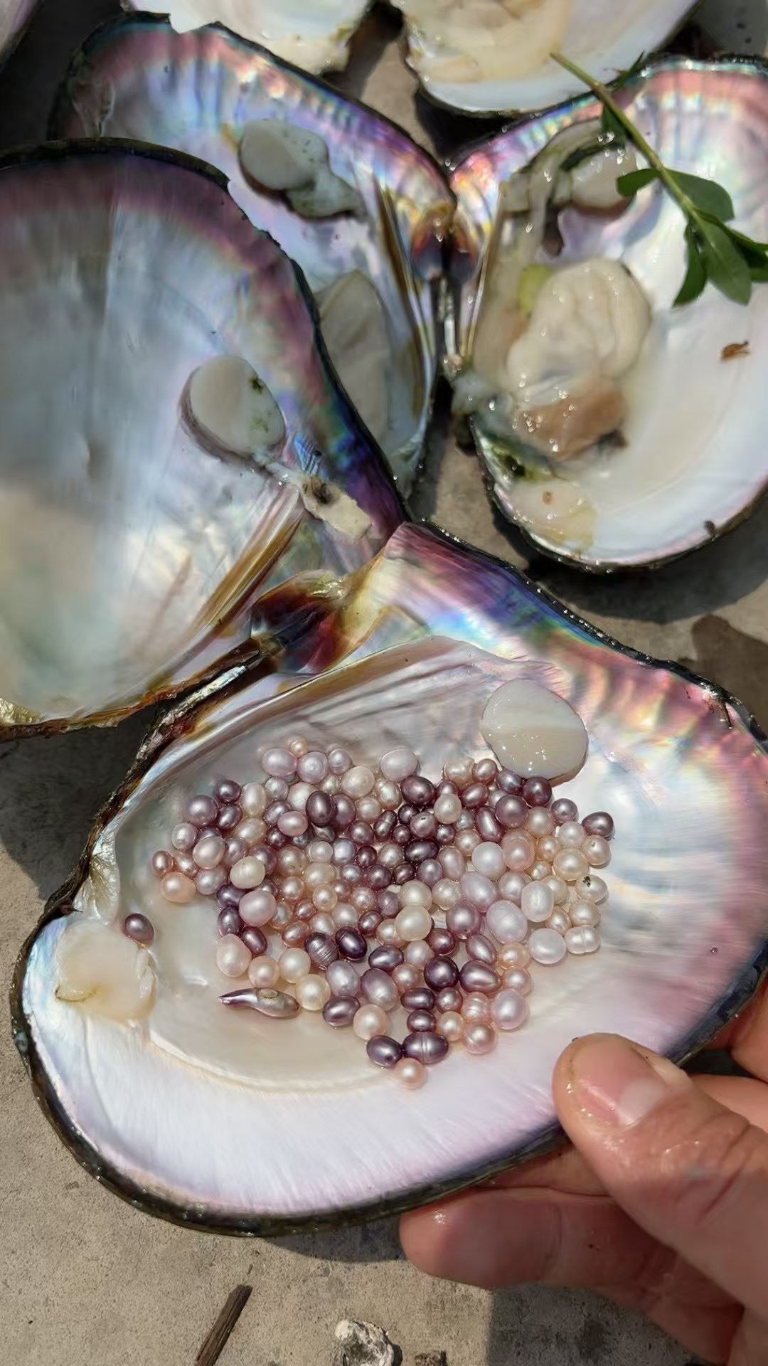 无核多珠 可定制DIY（活体开蚌不退不换）