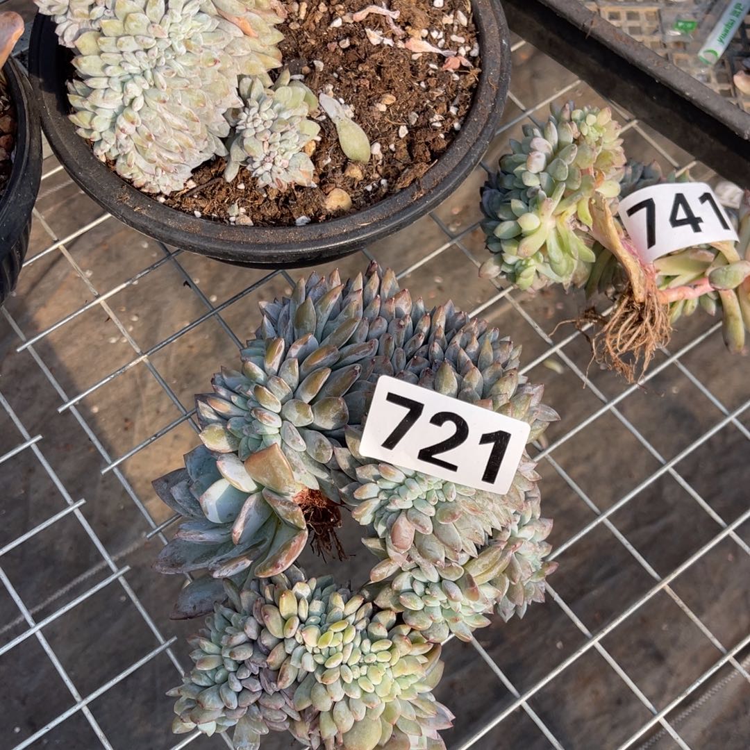 谈***首721号400。    9688888877