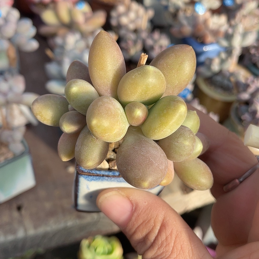 带盆发货 3.5口盆 