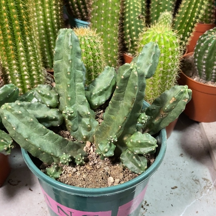 情***处仙人球新品桃太郎一物一拍