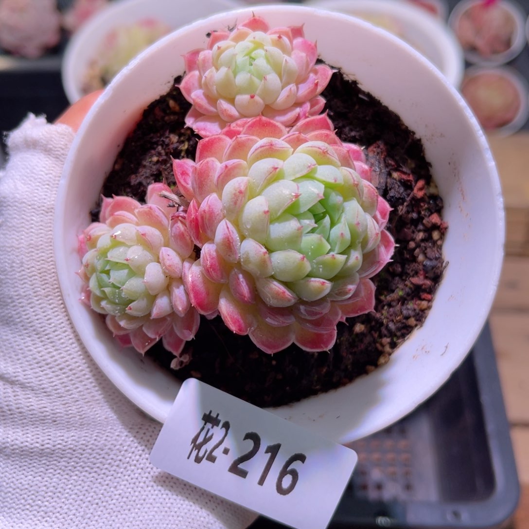 花02-216羊脂球小群