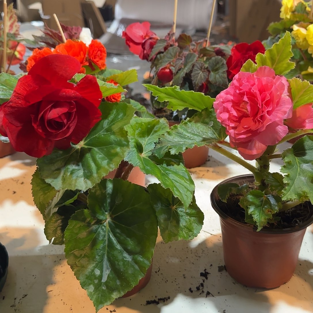 绿叶粉➕绿叶红 夫妻