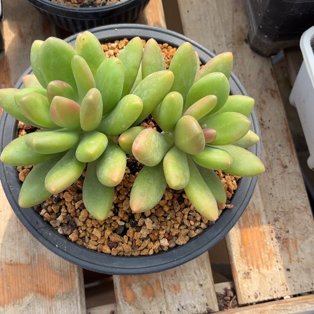 虫***飞多肉植物芒果奶多肉