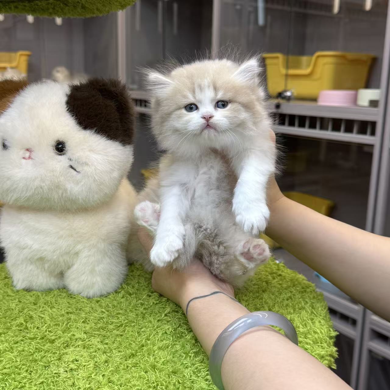 大嘴精品猫【紫金渐层加白猫弟弟】