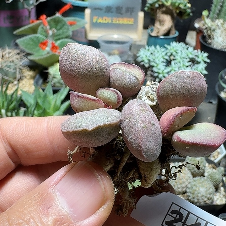 241白肌红蛋水泡脱土