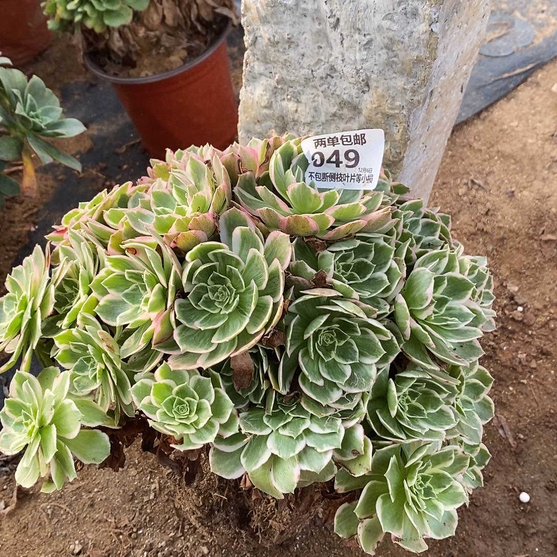 049水蜜桃老桩多肉法师锦