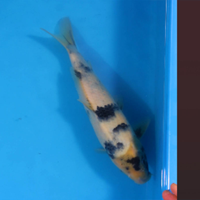 进口保证锦鲤观赏鱼锦鲤鱼活体高端锦鲤鱼