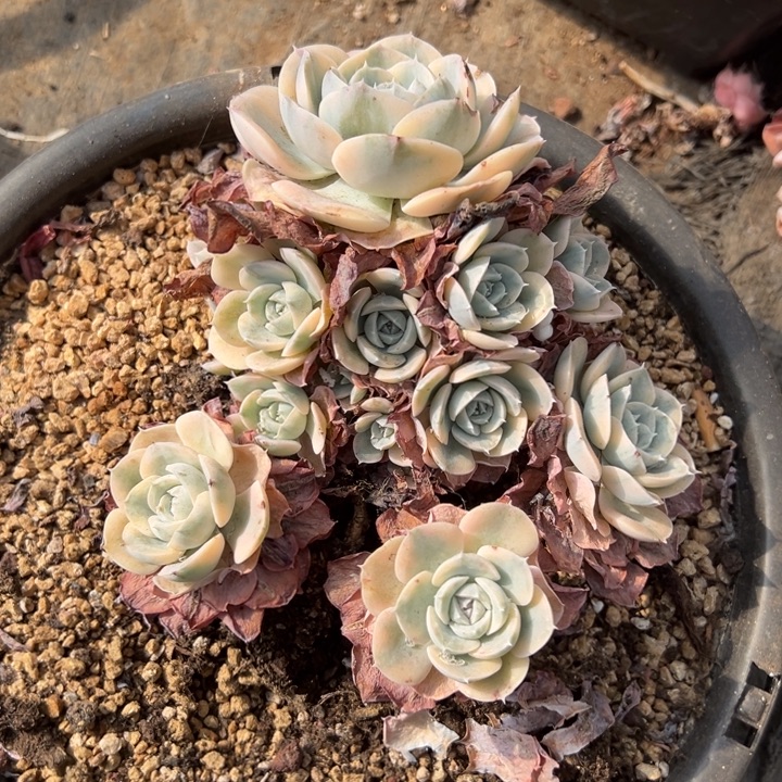 卑***晨房子多肉一物一拍115